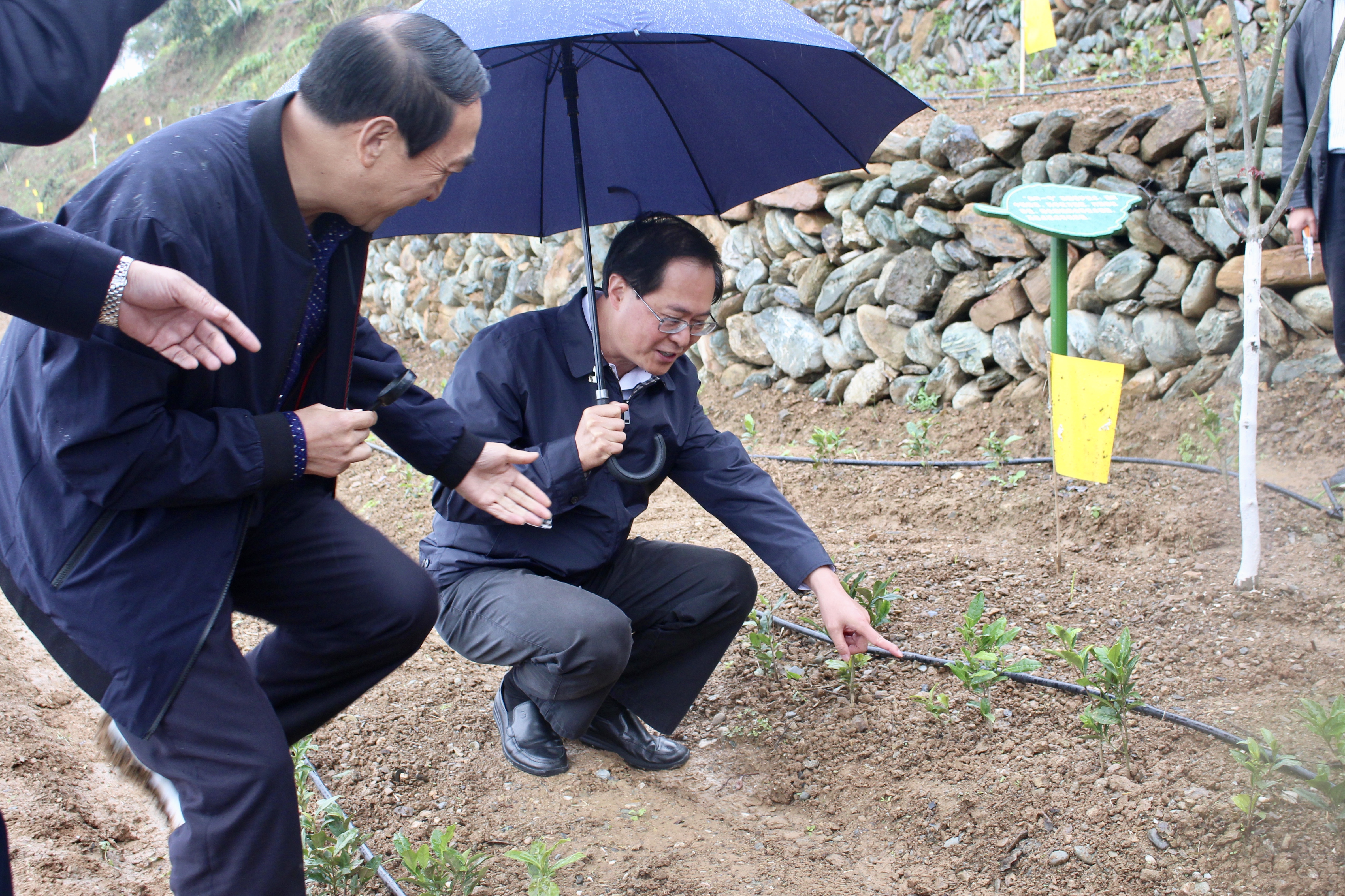 浙江省委书记车俊赴博鱼(中国)“白叶一号”四川青川合作基地调研